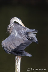 Grey Heron