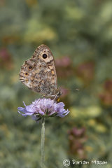 Wall