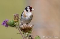 Goldfinch
