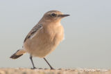Wheatear