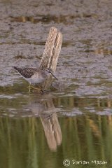 Wood Sandpiper