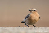 Wheatear