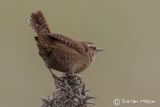 Wren
