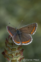 Brown argus