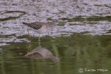 Wood Sandpiper