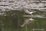 Wood Sandpiper