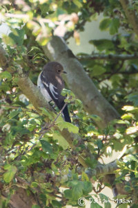 Pied Flycatcher