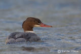 Goosander