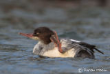 Goosander
