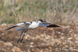 Avocet