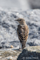 Juvenile Wheatear