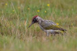 Green Woodpecker