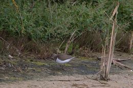 Common Sandpiper