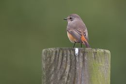 Common redstart