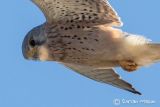 Kestrel