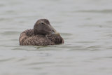 Eider