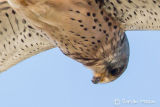 Kestrel