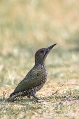 Green Woodpecker