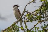 Red-backed Shrike