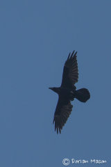 Raven