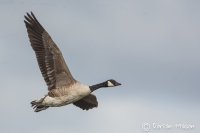 Canada Goose