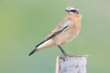Wheatear