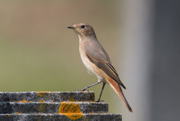 Common redstart