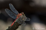 Ruddy Darter