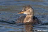 Little Grebe