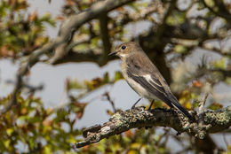 Pied Flycatcher
