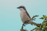 Red-backed Shrike