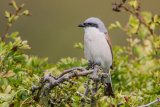 Red-backed Shrike
