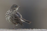 Rock Pipit