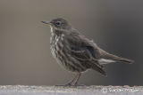 Rock Pipit