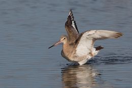 Black-tailed Godwit