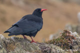 Chough