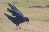 Chough