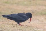 Chough