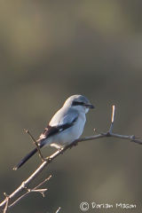 Great-grey Shrike