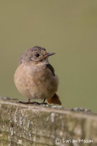 Juvenile Common Redstart