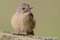 Juvenile Common Redstart