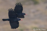 Chough
