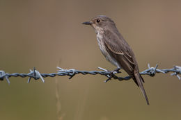 Spotted Flycatcher