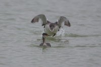 Red-necked Grebe