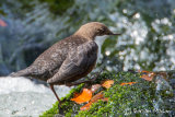 Dipper