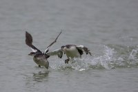Red-necked Grebe