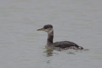 Red-necked Grebe