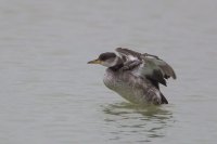 Red-necked Grebe