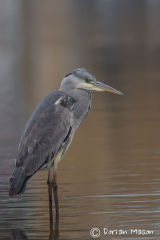 Herron