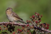 Wryneck